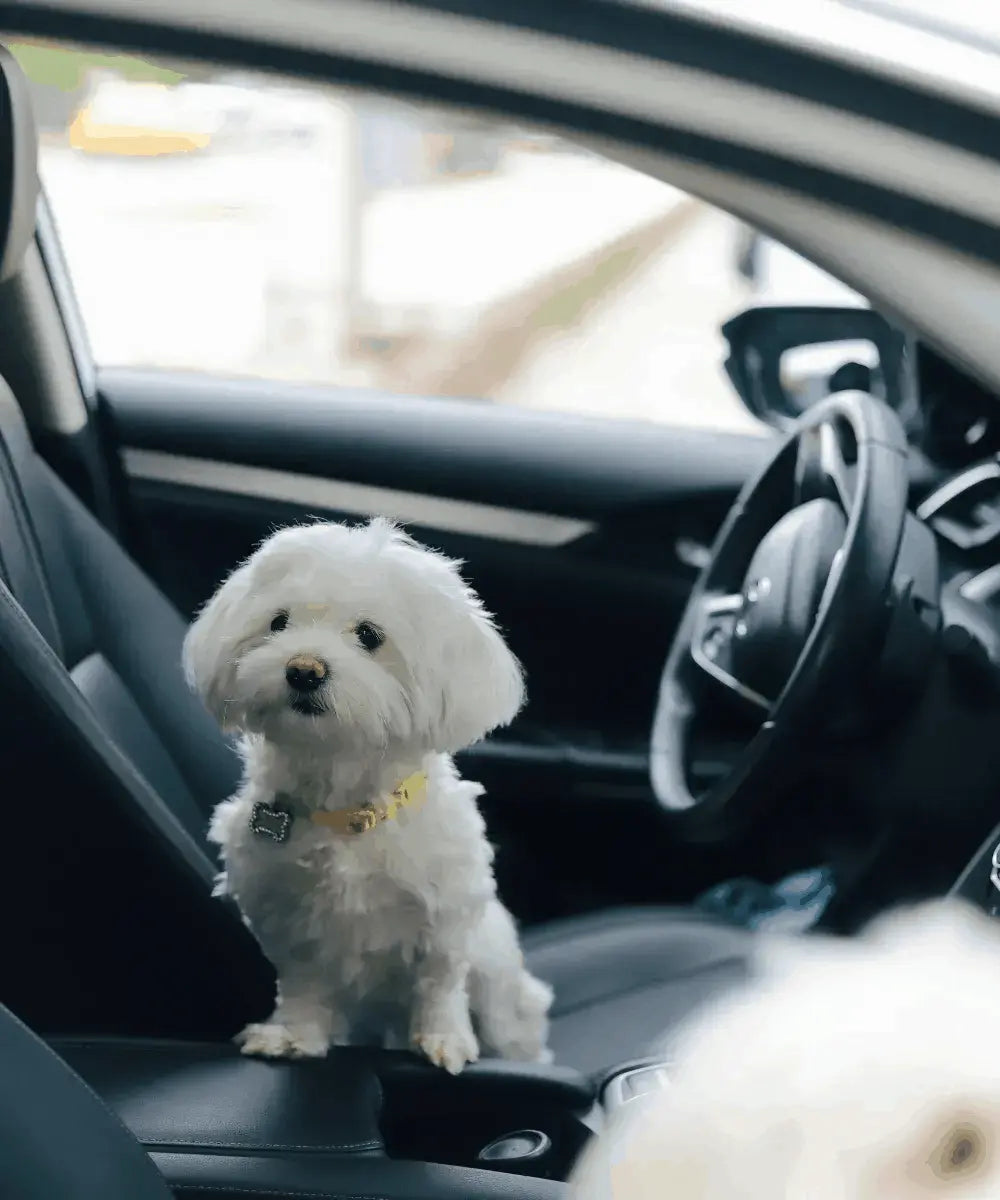 Siège de voiture couvert de poils d'animaux avant nettoyage professionnel à Cergy