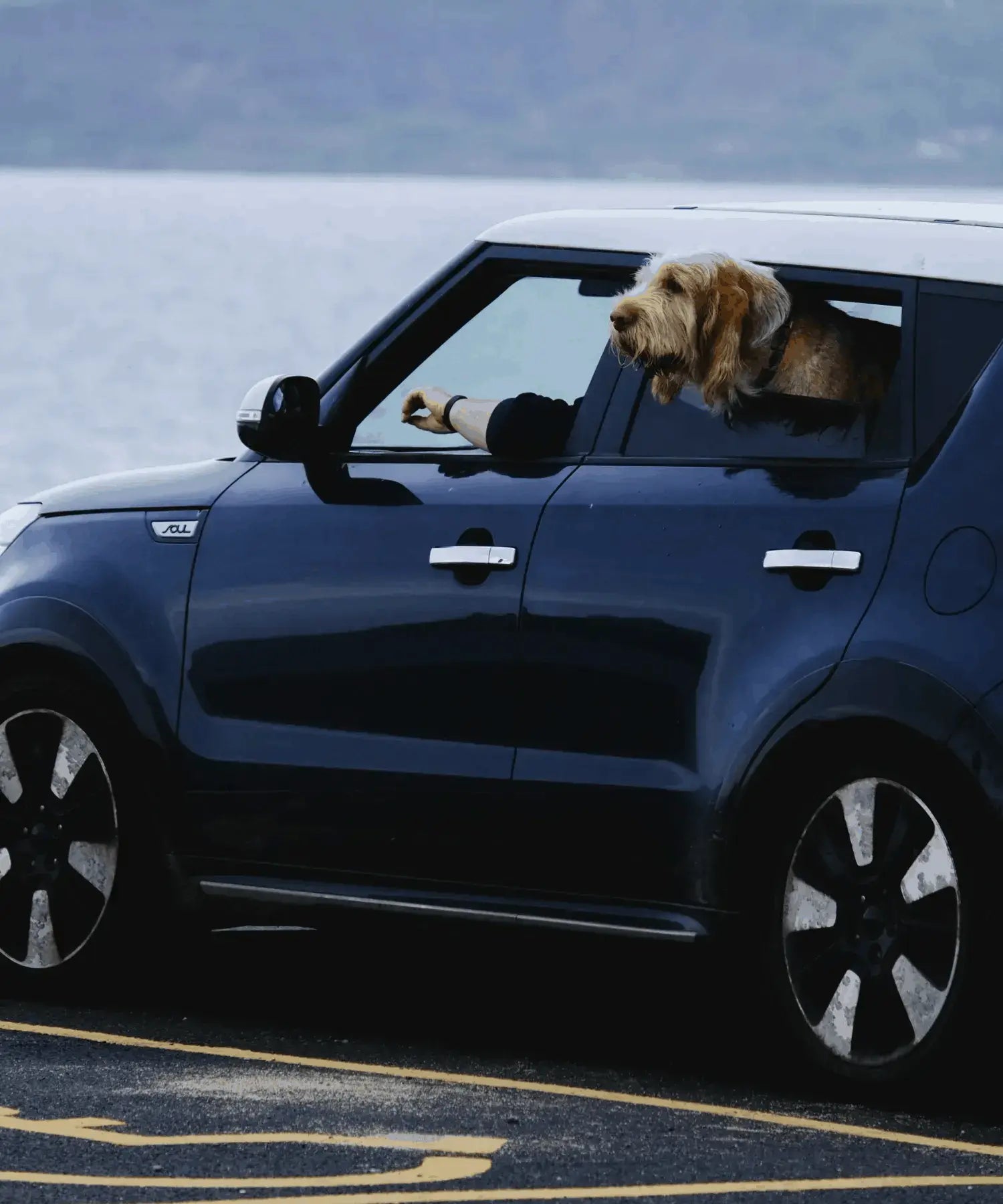 Nettoyage intérieur voiture après poils d'animaux à domicile